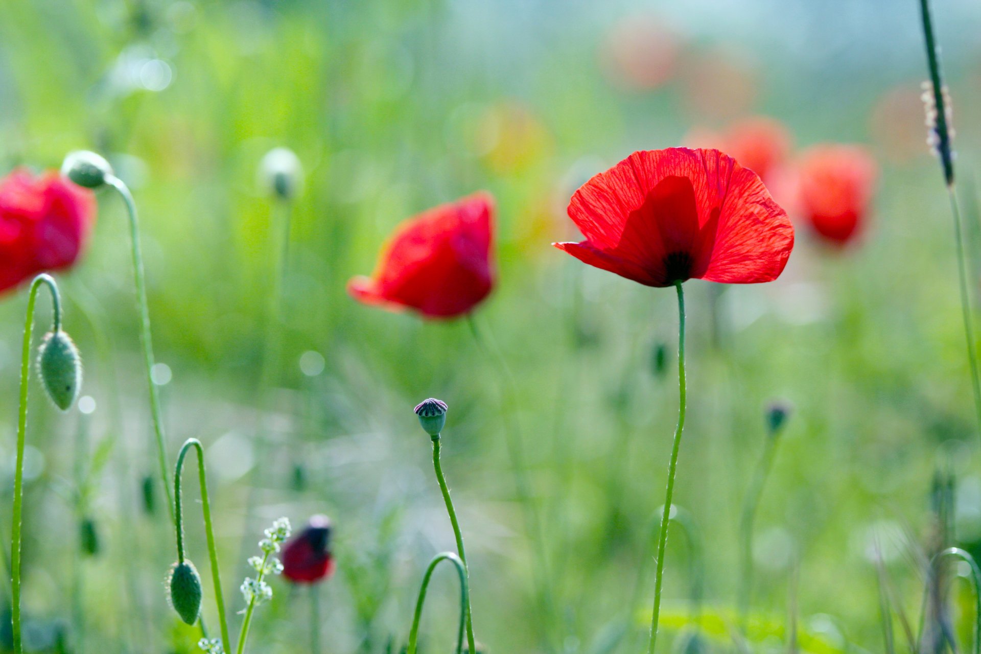 flores amapola plantas vegetación verano campo hierba luz