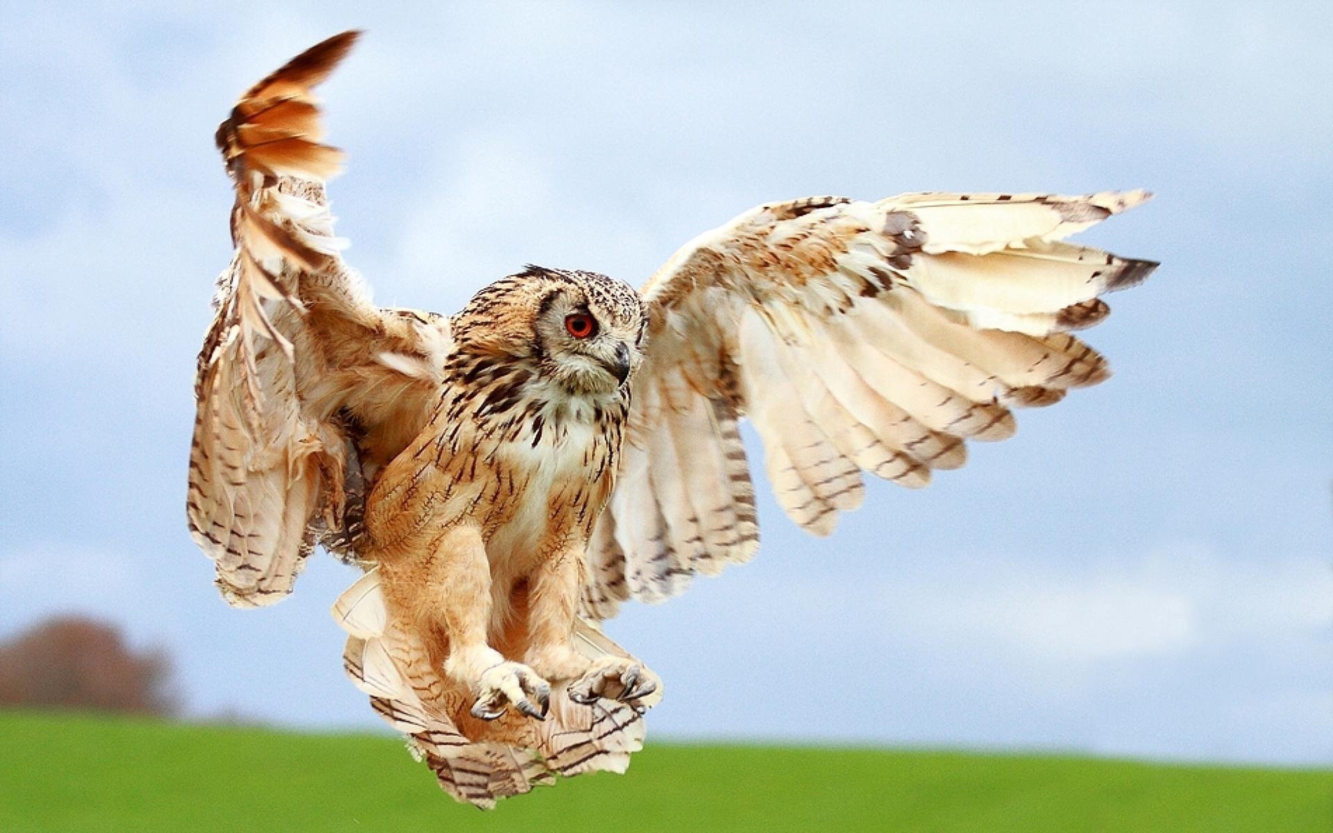 eule vogel landung makro flügel unschärfe