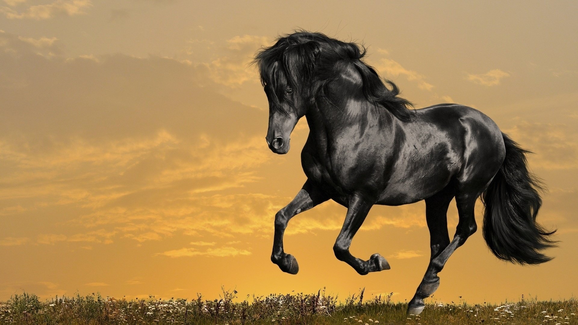 grass horizon lashed black tail mane the sky field clouds horse