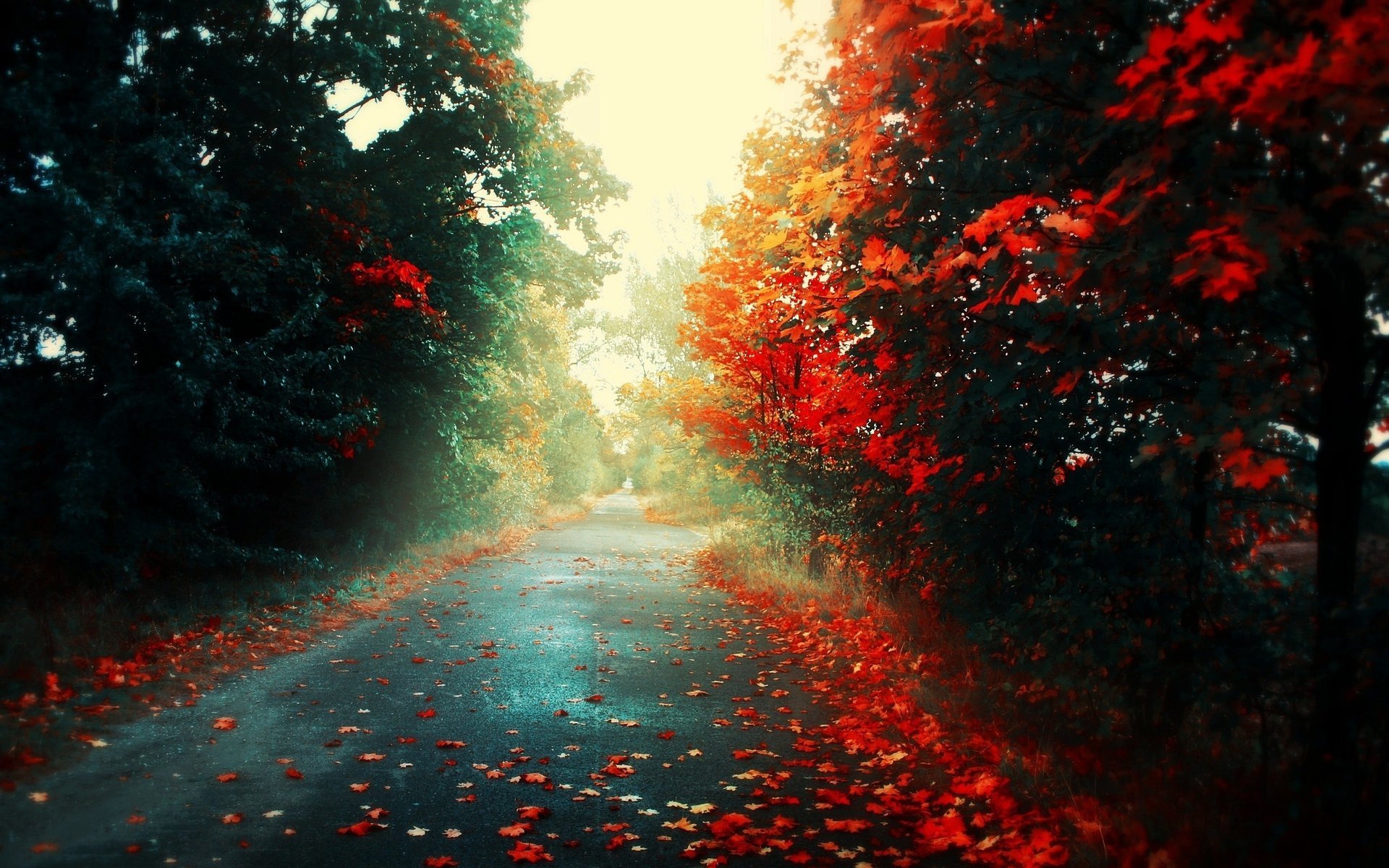 leaves road light autumn