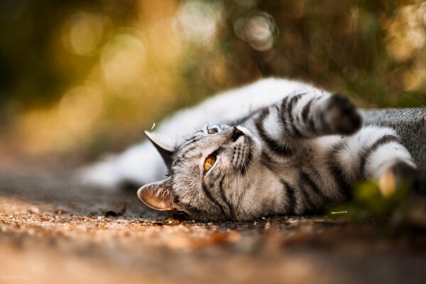 Gato rayado en un paseo de otoño