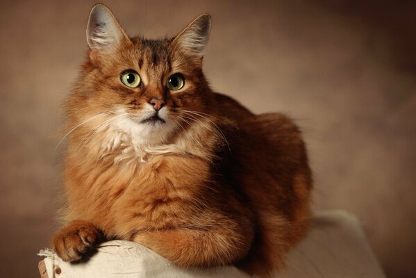 Chat Rousse écoute attentivement les histoires de la maîtresse