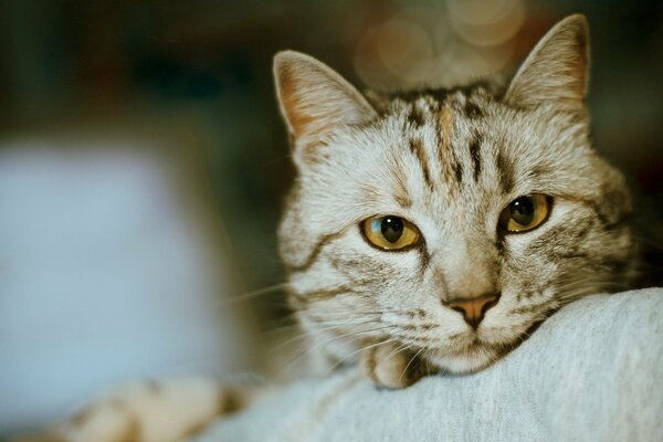 The cute face of the cat wants to sleep