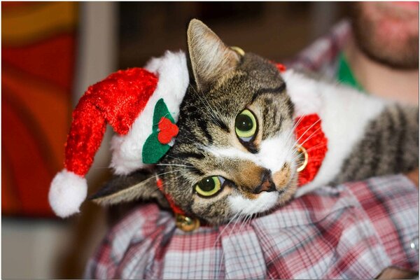 Le chat du nouvel an se repose après l entreprise