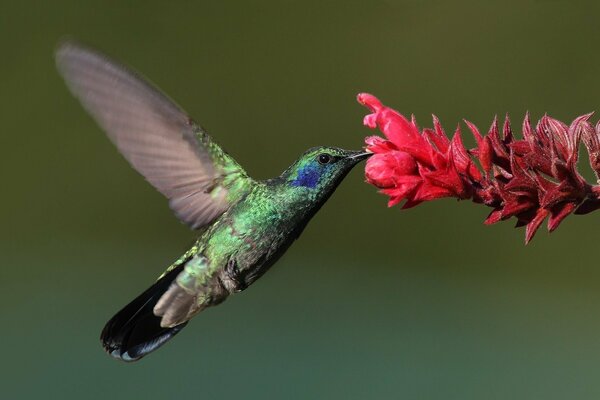 Schöne Kolibri und Blume