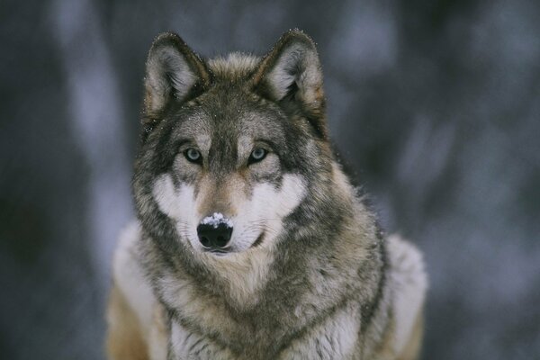 Le loup sur le nez de la neige