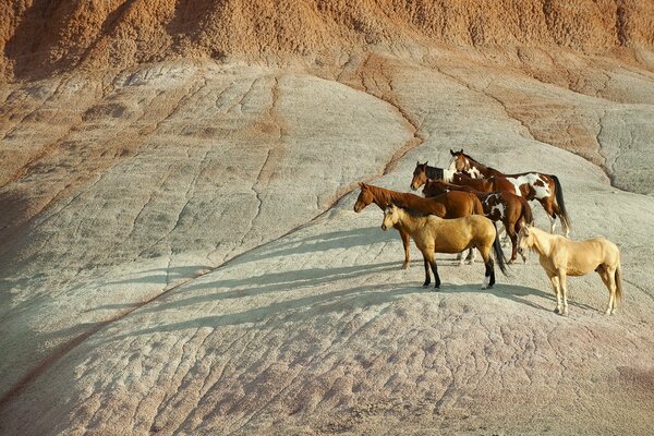 Una manada de caballos proyecta una sombra sobre las piedras