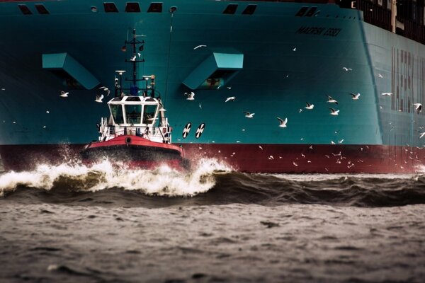 Mar, gaviotas y buque Maersk Essex