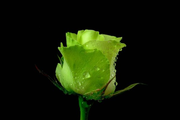 Insolita rosa giallo-verde con gocce di rugiada