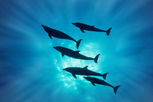 Dolphins underwater in the rays of the sun