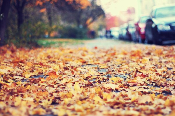 Autumn leaves on the side of the road next to cars