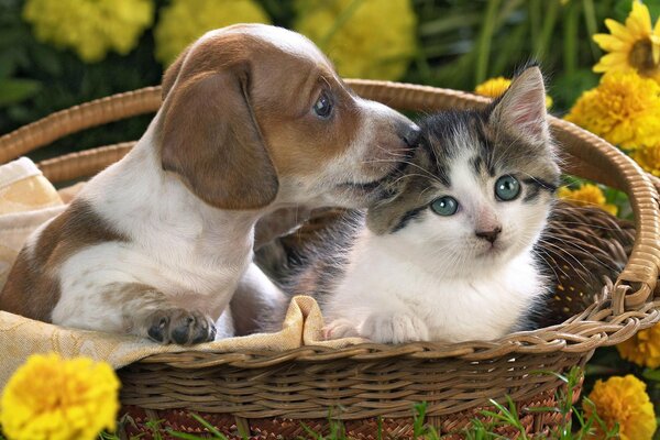 Cesta de flores con gatito y cachorro