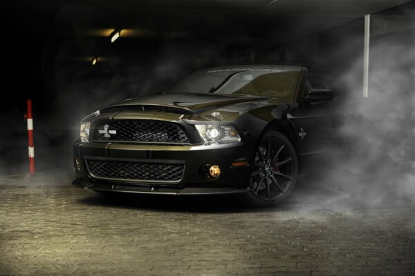 Mustag Shelby hermosa mirada