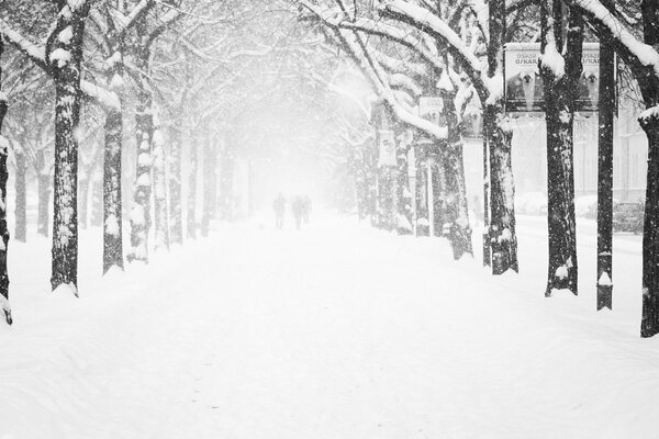 Beautiful snow-covered alley in the park