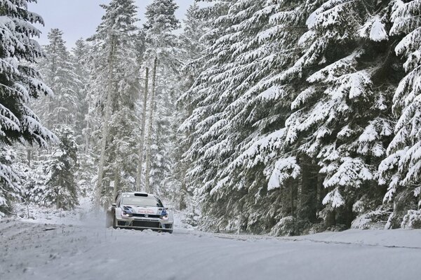 Volkswagen Polo on the background of a snow-covered forest
