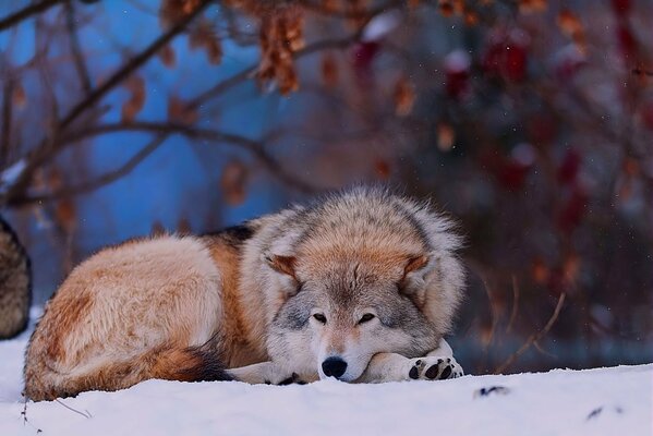 Loup au repos sur la neige dans la forêt