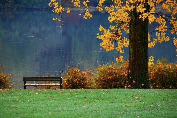A bench by the pond next to the autumn trees