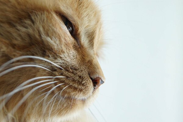 Lindo gato entrecerrando los ojos al elegir comida