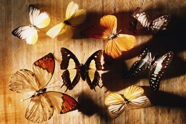 Colección de mariposas en una pieza de madera