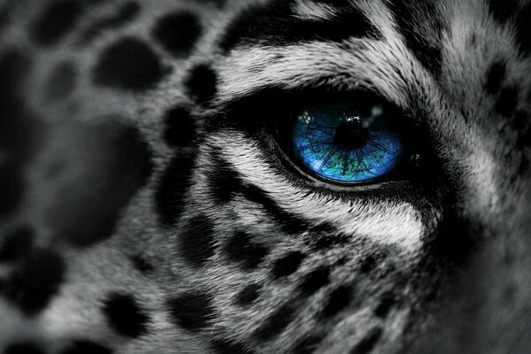 Makrofoto des blauen Auges eines gefleckten Leoparden