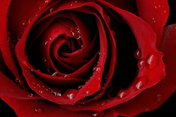 Red scarlet rose with dew