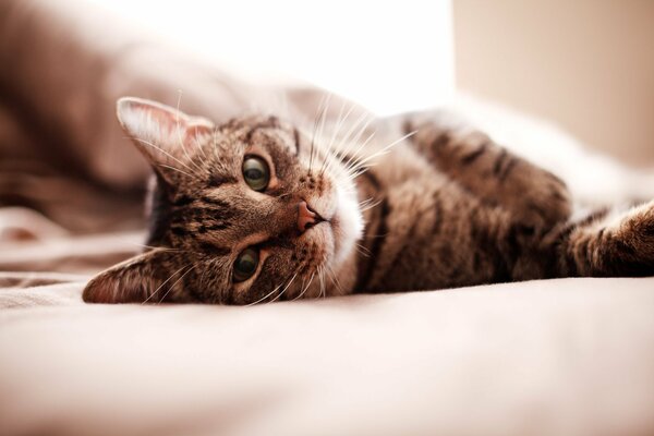 The muzzle of the cat is perfectly combined with the bed