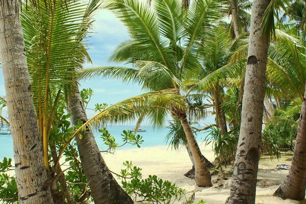 Sea and sandy beach. Palm trees