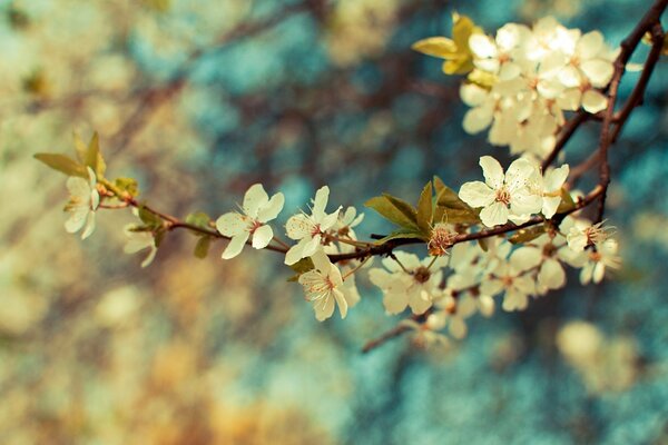 Frühlings-Kirschblüte in Nahaufnahme aufgenommen