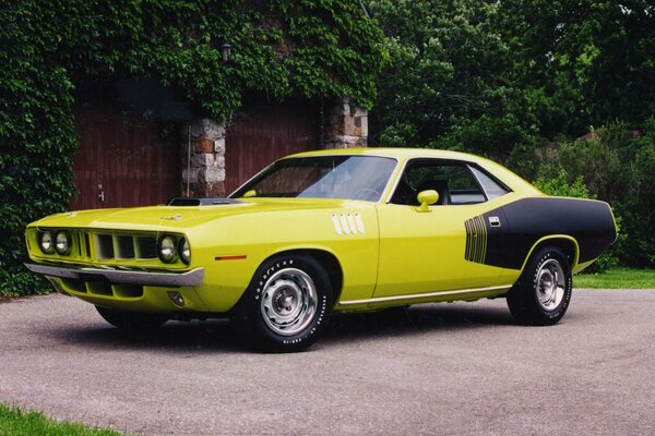 Yellow Plymouth at the gate with bushes