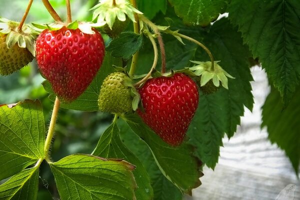 Fresas maduras en una ramita verde