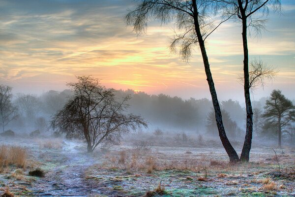 Árboles en el campo con la primera nieve escondida en la niebla