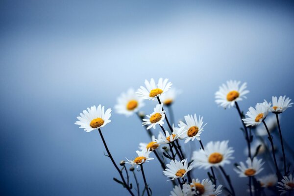 Marguerites blanches sur fond flou