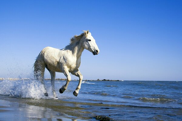 A horse gallops along the seashore