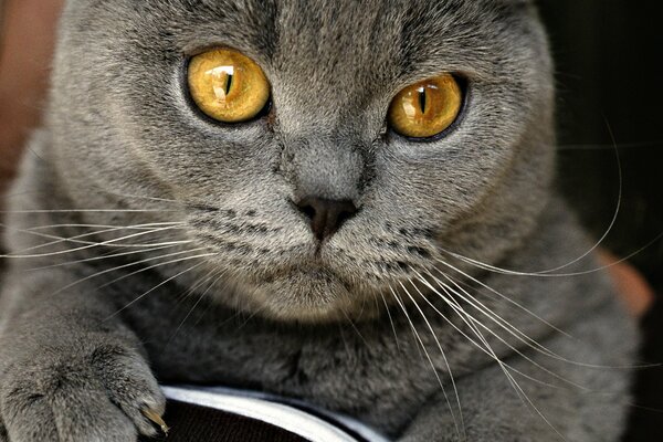 Homemade grey British cat on the couch