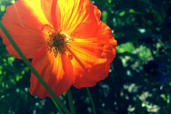 Orange poppy under the rays of the sun