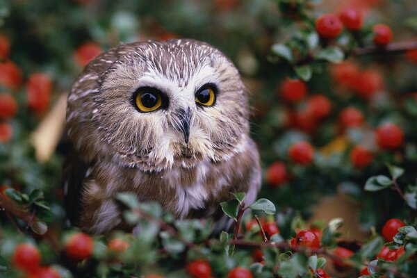 An owl is sitting in the bushes with berries