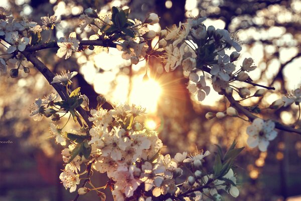 Rosa Baum auf Sonnenuntergang Hintergrund