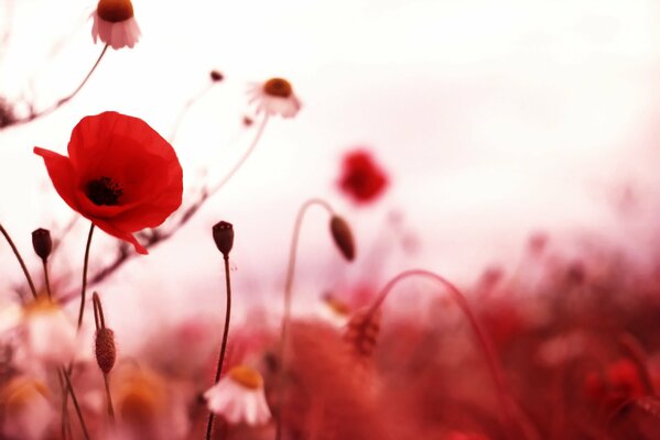 Macro photography of red poppies and daisies