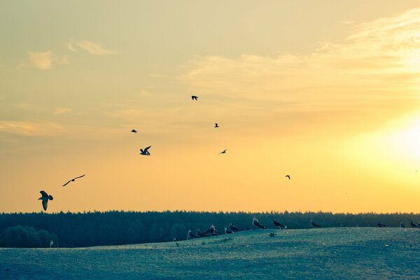 Las gaviotas en el cielo se elevan al amanecer