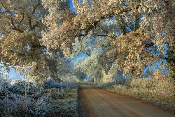 The road to the landscape with trees with frost