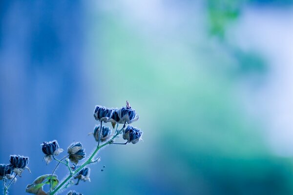 Flores azules sobre fondo borroso