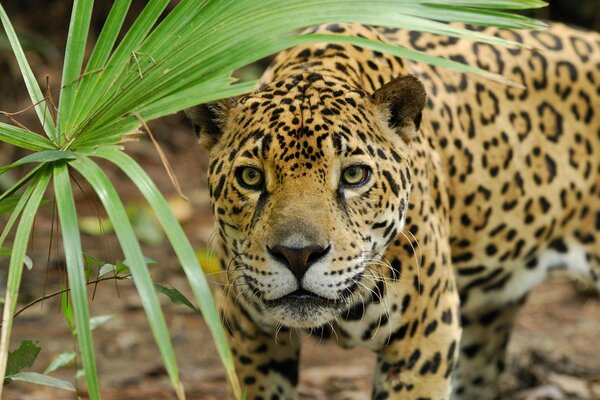 Охота дикой кошки пантерына фоне листа с хищной мордой на ягуара