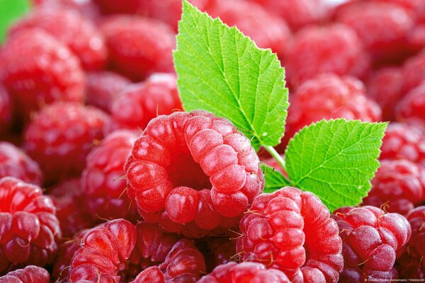 Reife Himbeerbeeren mit einem Blatt