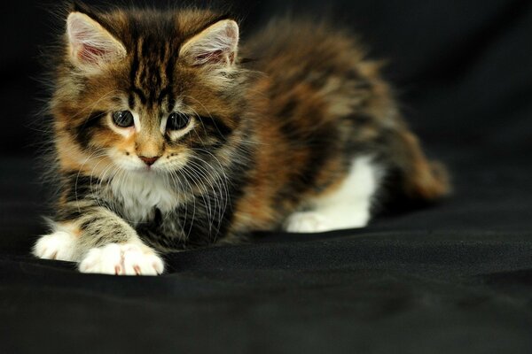 Foto de bebé gatito peludo