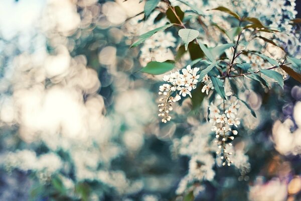 Fleurs blanches sur une branche d arbre