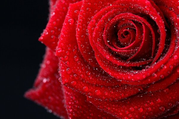 A red rose with you drops on a black background