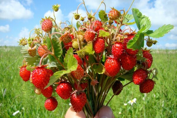 Bouquet de fraises mûres à la main