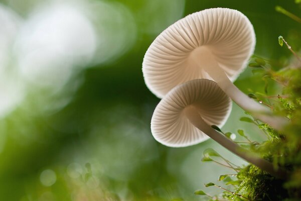 Mushrooms in a wonderful green forest