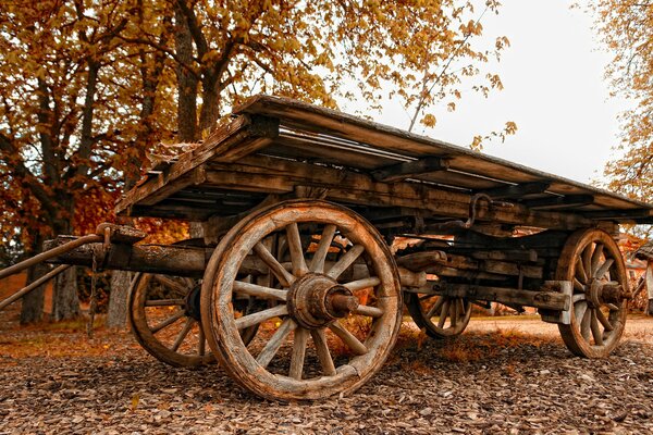 An old cart stands on leaves