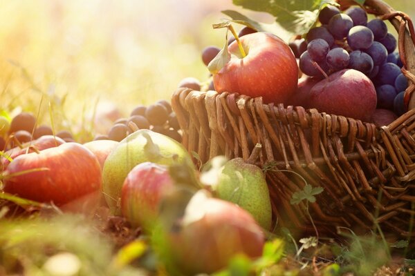 Voller Korb mit Früchten und Beeren